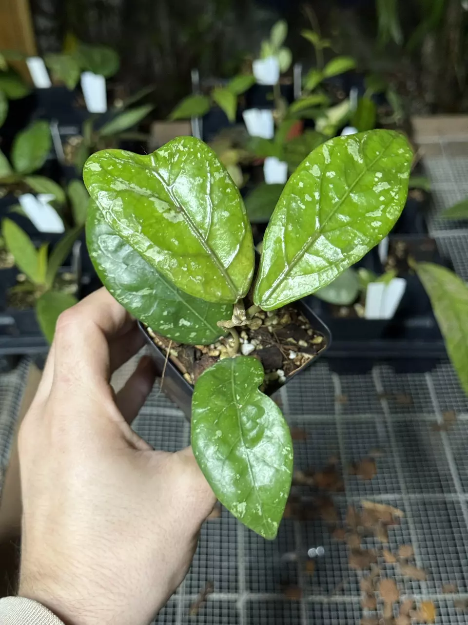 plant/0095 sp. Aceh Gunung Kapi-0