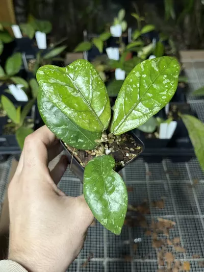 plant/0095 sp. Aceh Gunung Kapi-0-thumbnail