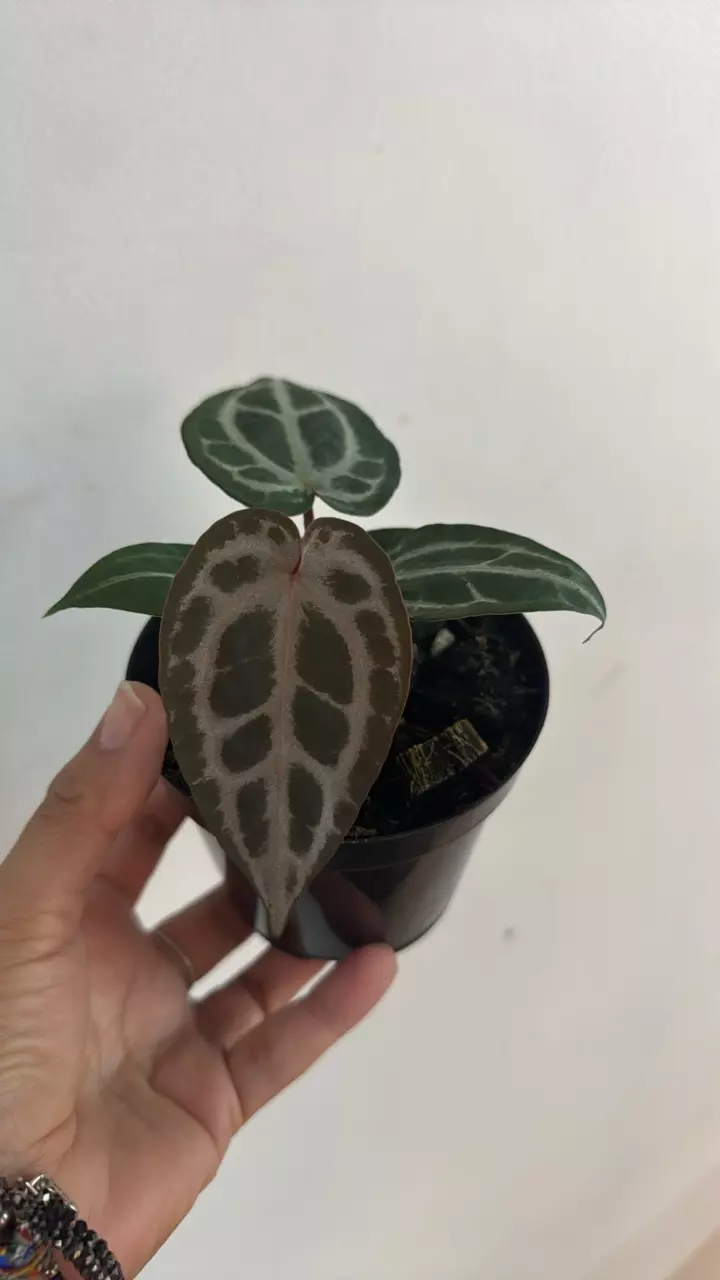 plant/3147 A Brielle x Zara-0