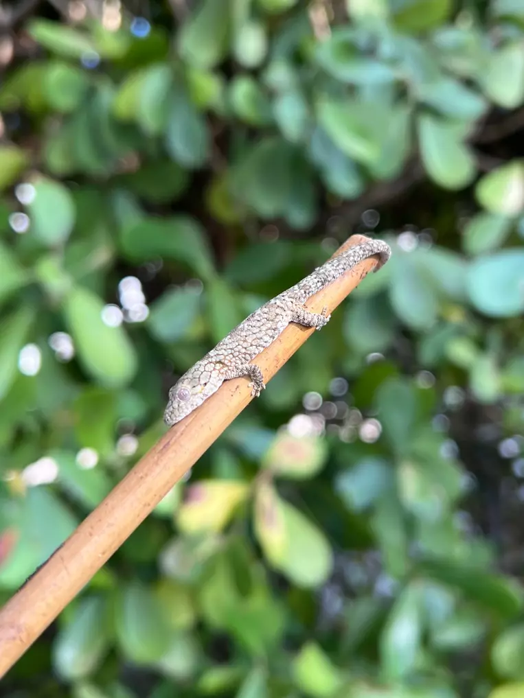 plant/Eurydactylodes Occidentalis Juvenile Male (25EO-430)-0