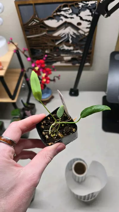 plant/Pallidiflorum #31-0-thumbnail