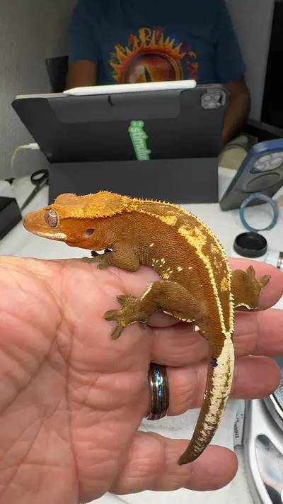 plant/empty back 21g male in lineage-0-thumbnail