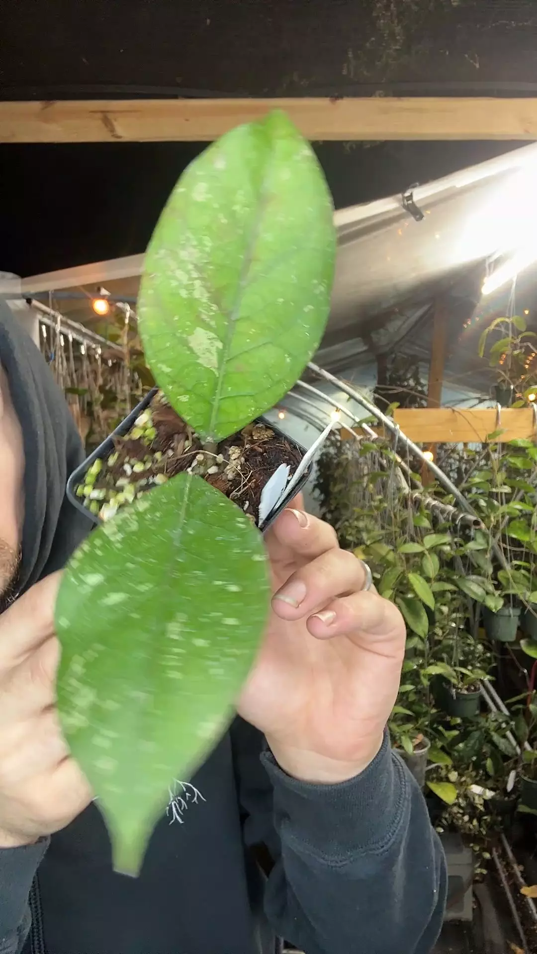 plant/0407 Sp. Aceh Rare Pattern-0