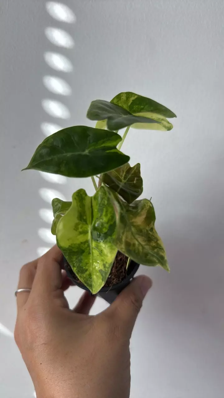 plant/3713 Suhirmaniana aurea-0