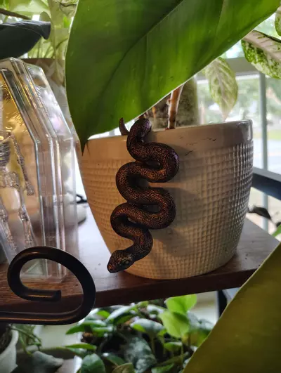 plant/Snake Pot Pal-0-thumbnail
