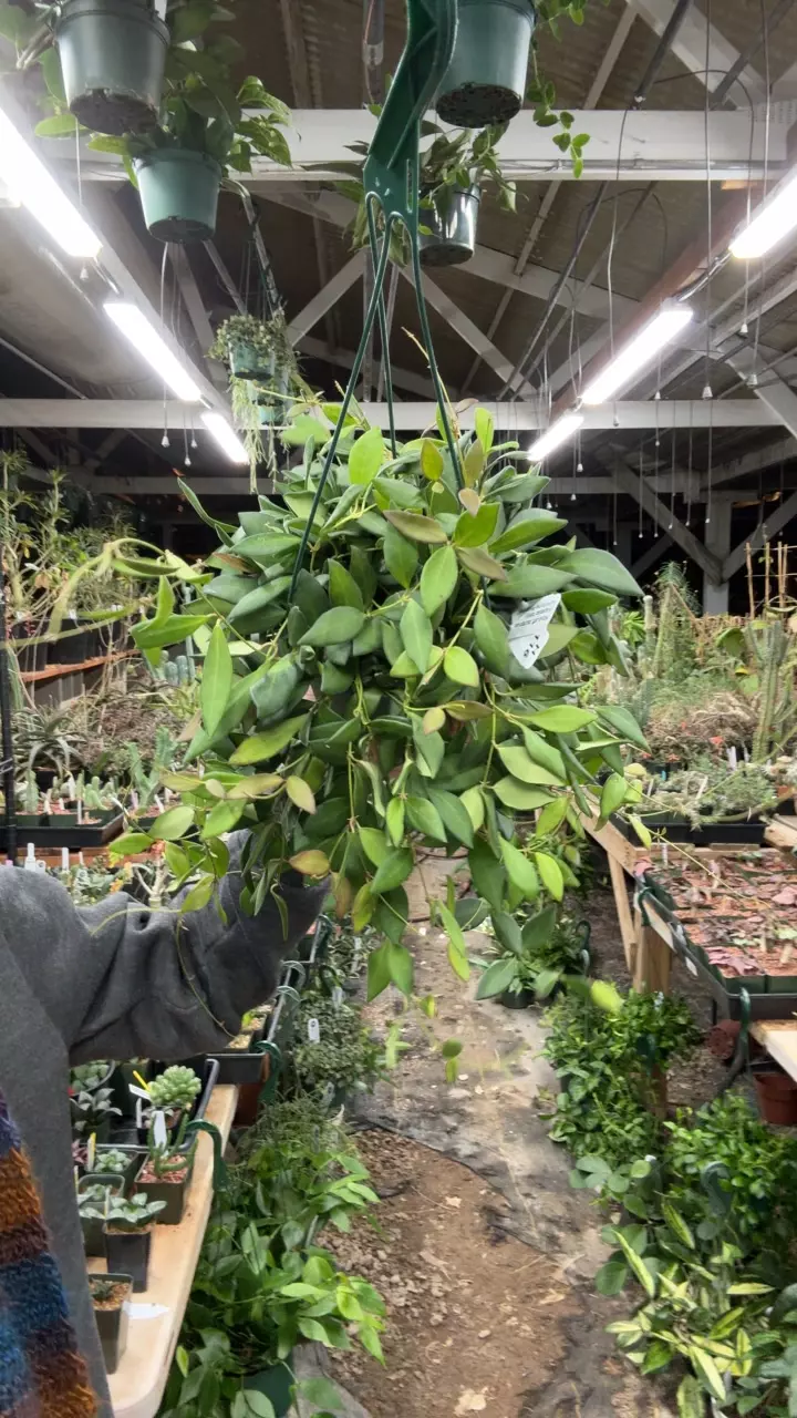 plant/H116 burtoniae-0