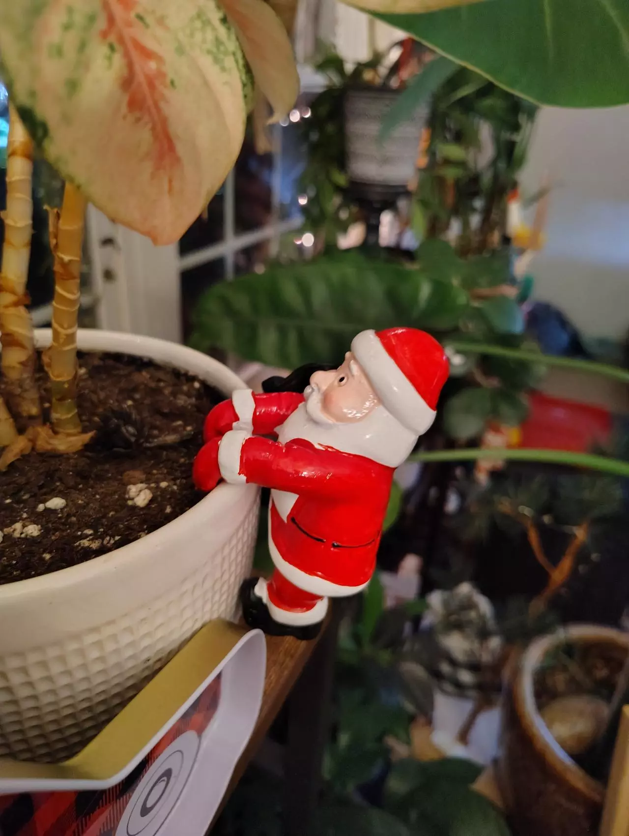 plant/Santa Claus Pot Pal!-2