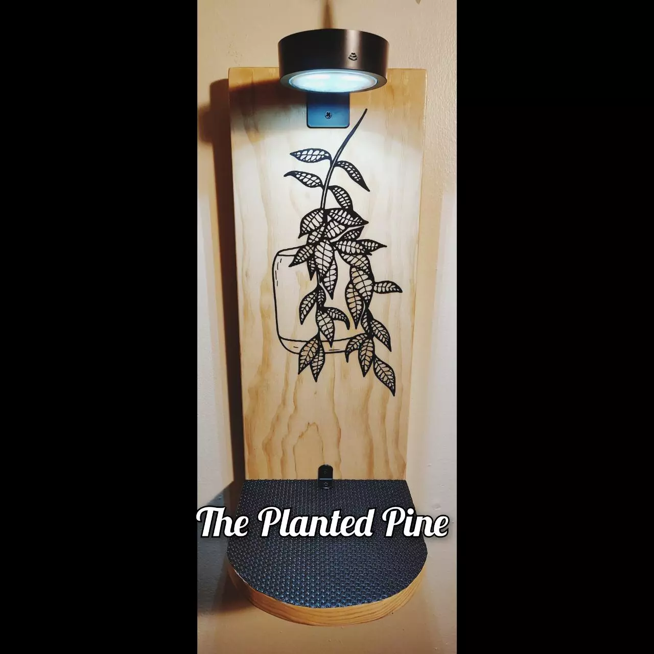 plant/Hoya Callistophylla -Only One!!--0