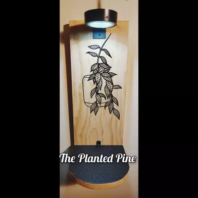 plant/Hoya Callistophylla -Only One!!--0-thumbnail