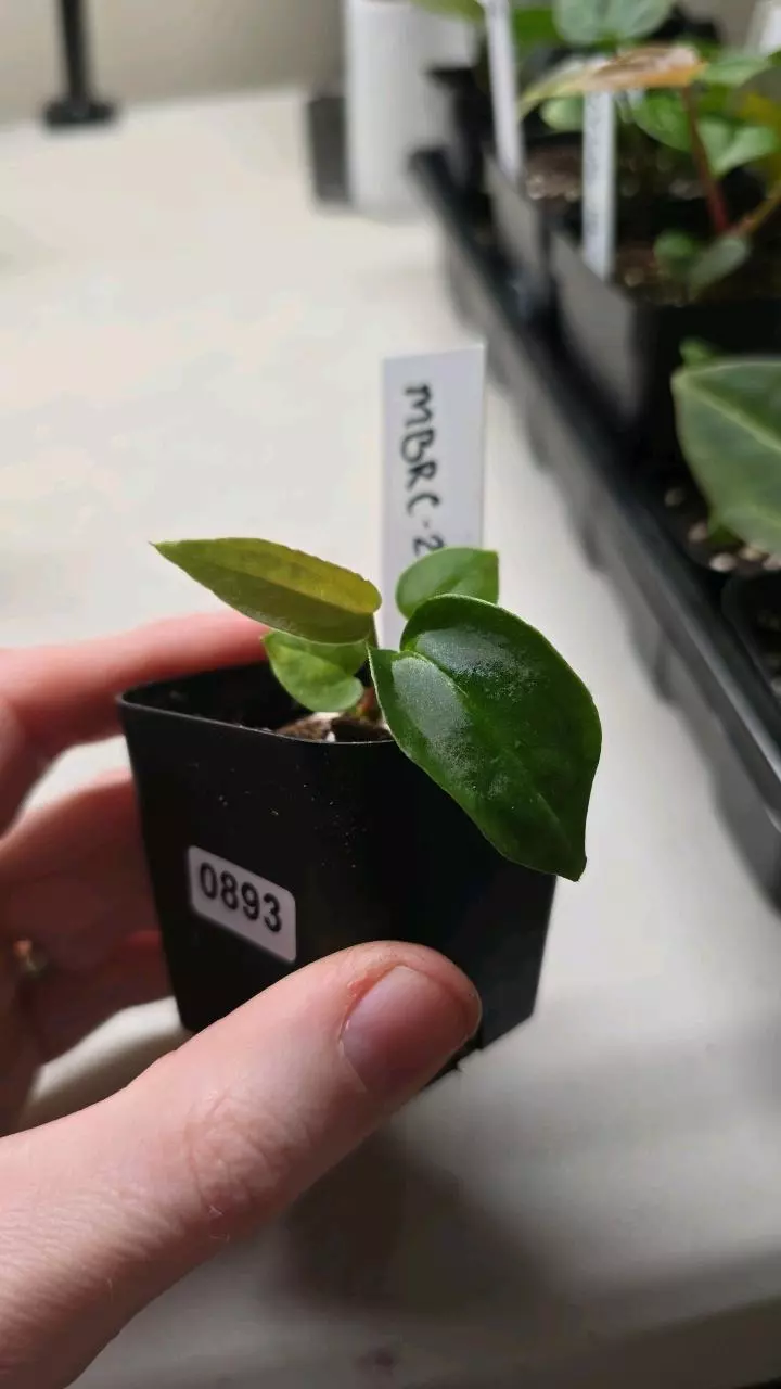 plant/0893-22 (Mag x BVEP) x NSE Red Crystal-0