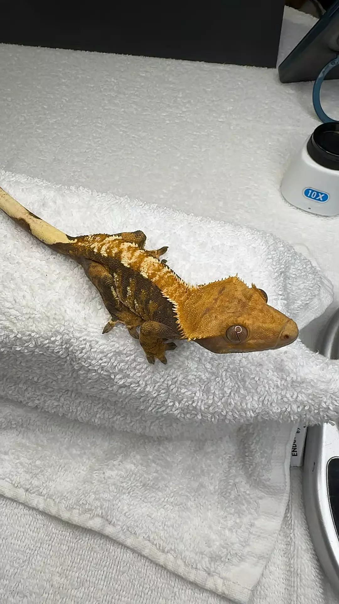 plant/Nico/Nova p.female 27g-0