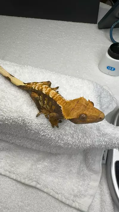 plant/Nico/Nova p.female 27g-0-thumbnail