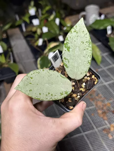 plant/0368 Wilbur Graves Silver-0-thumbnail