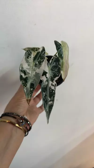 plant/3676 Pink bambino high color-0-thumbnail