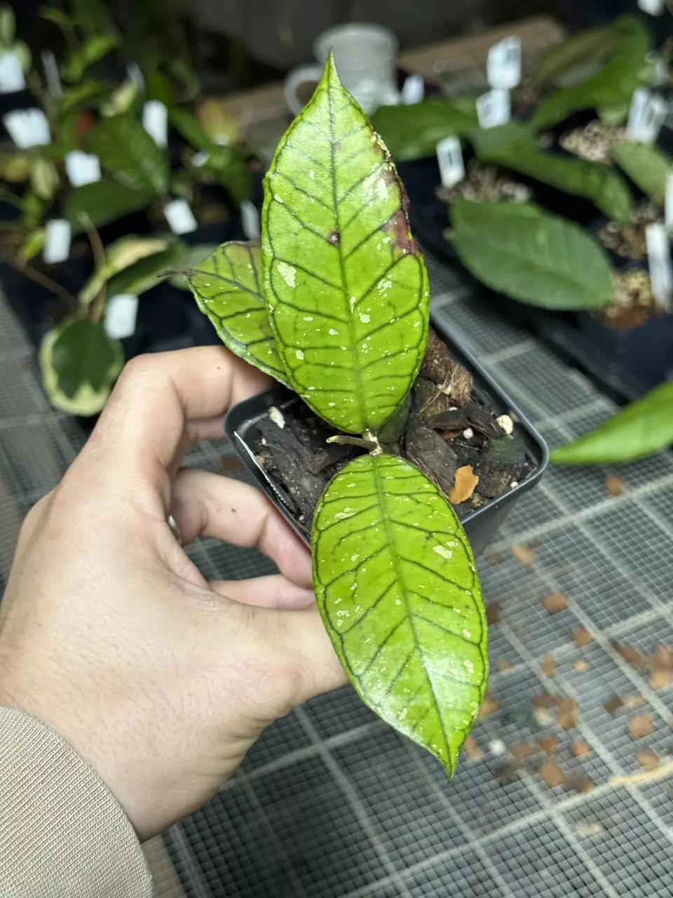 plant/0669 Gunung Gading-0