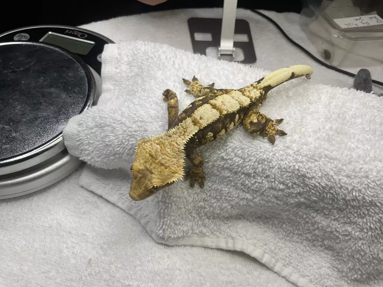 plant/Everest/phantasm male-1