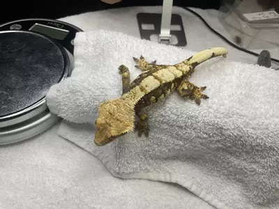 plant/Everest/phantasm male-1-thumbnail