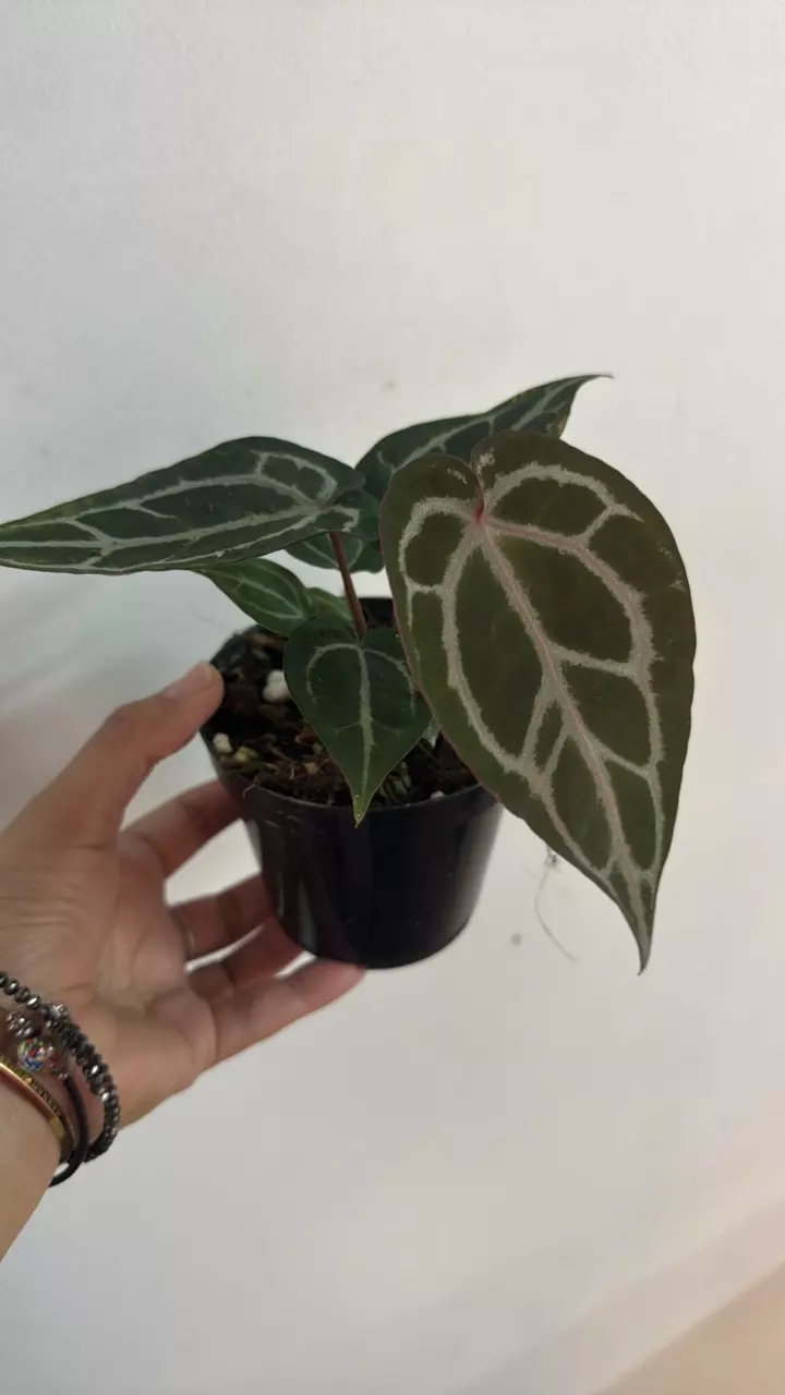 plant/3306 A Brielle x Zara-0