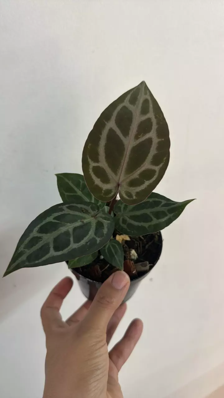 plant/3741 A Brielle x Zara-0