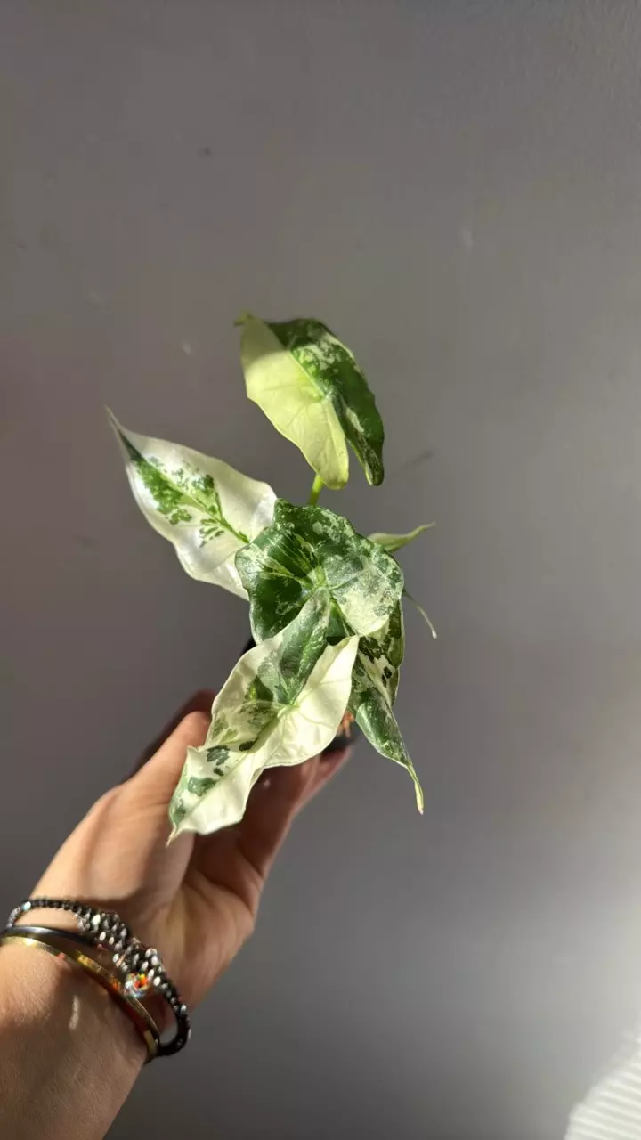 plant/3008 simpo albo-0