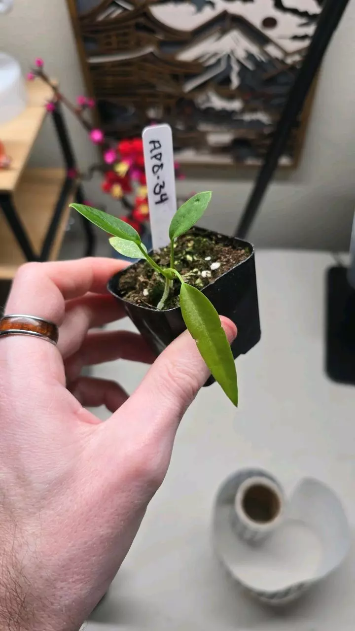 plant/Pallidiflorum #34-0