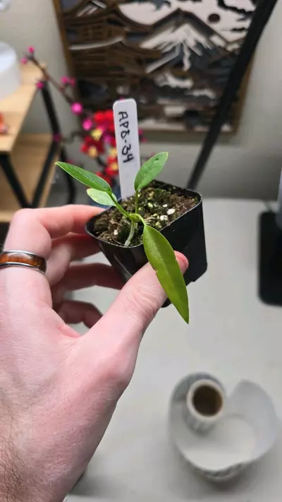 plant/Pallidiflorum #34-0-thumbnail