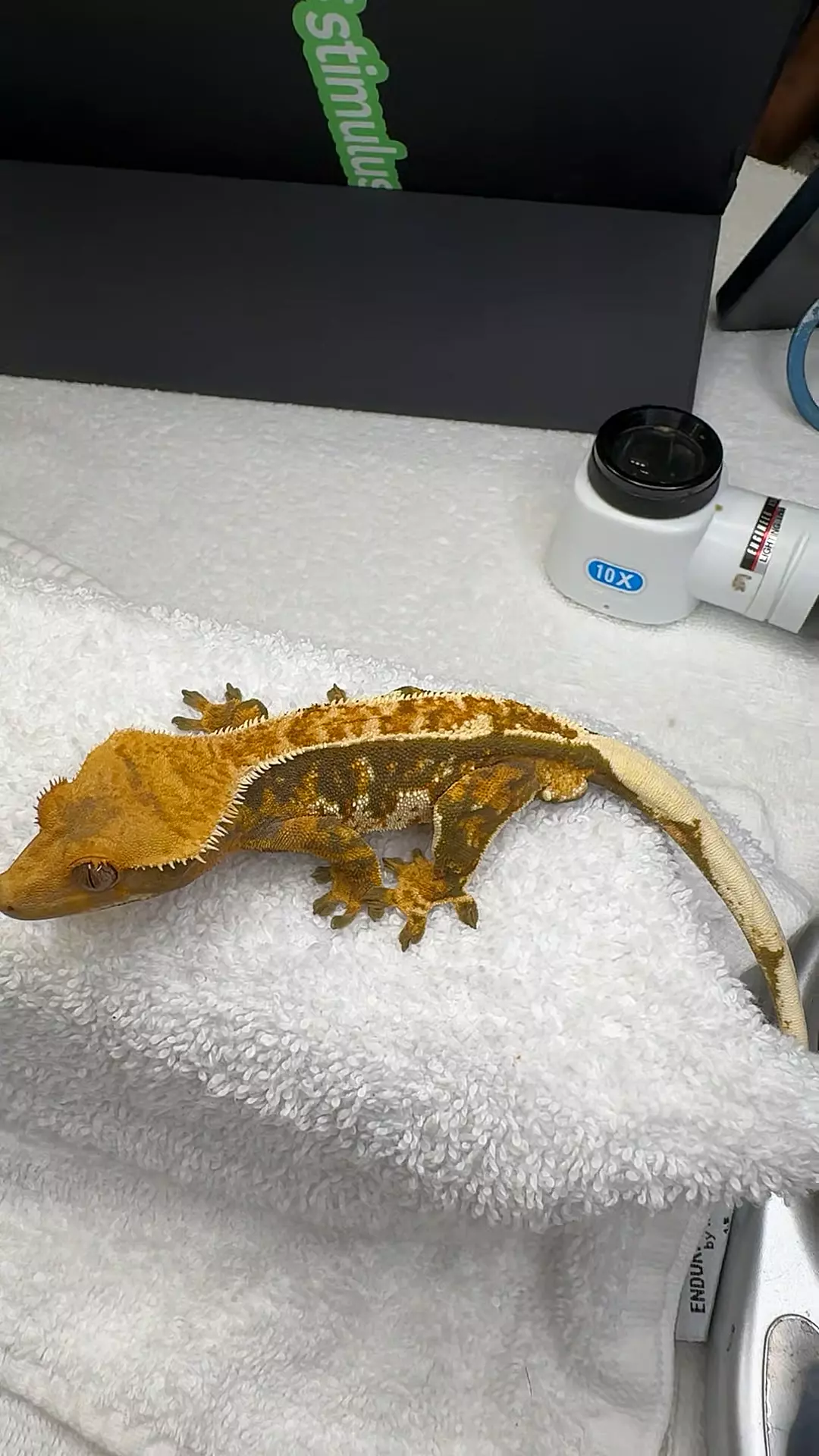 plant/Valhalla/kimora-0