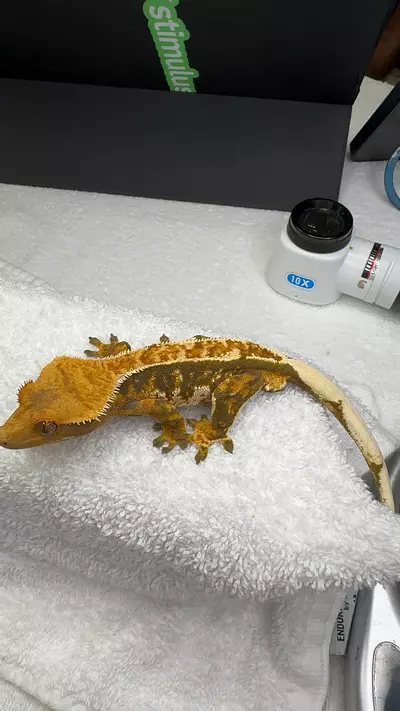 plant/Valhalla/kimora-0-thumbnail