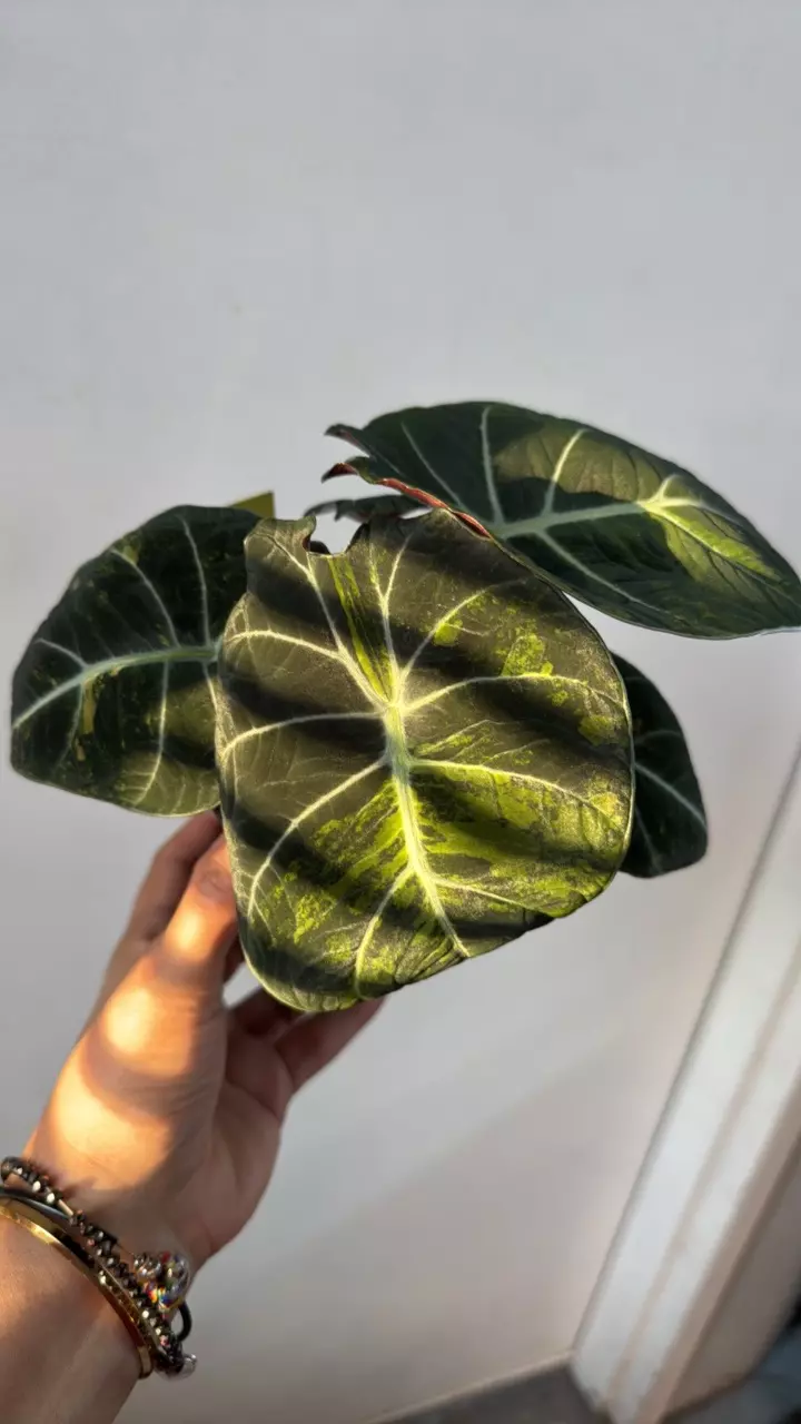 plant/3473 black velvet gold-0