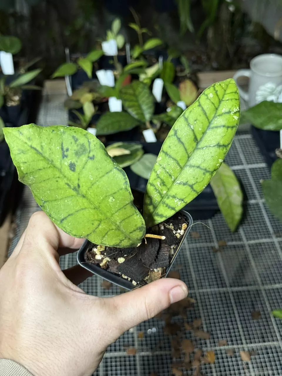 plant/0040 Callistophylla Black Cat Splash-0