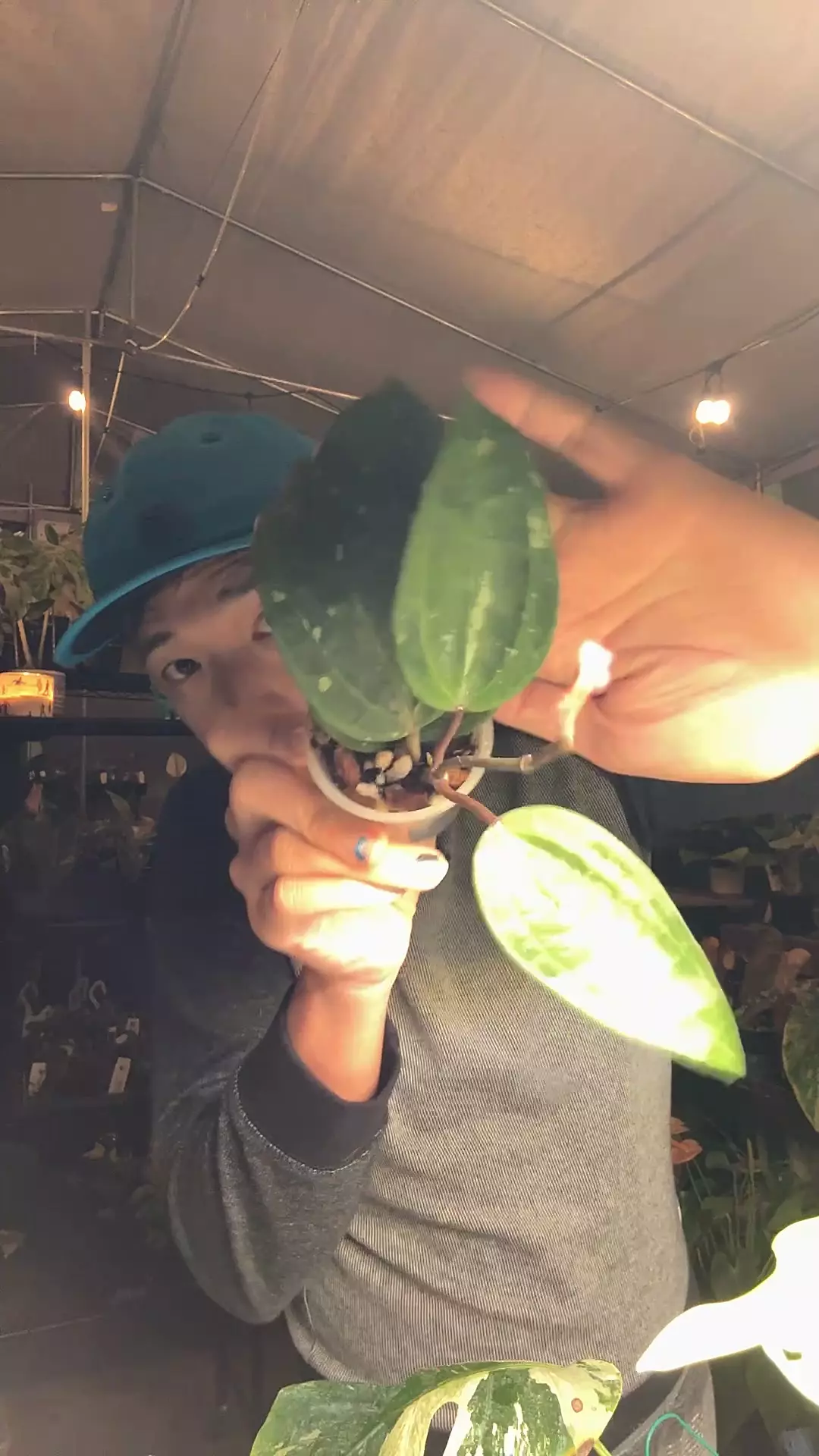 plant/5841 latifolia snow queen-0