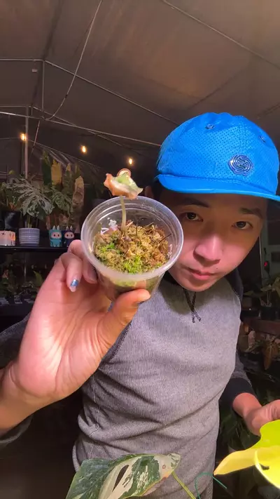 plant/5850 Alo Nebula Aurea SKETCHY-0-thumbnail