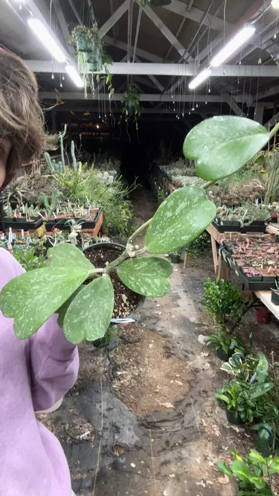 plant/H302 kerri splash-0-thumbnail