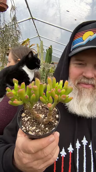 plant/Jade alien fingers 3”-0-thumbnail