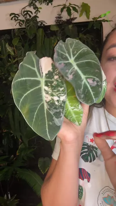 plant/1003 Alocasia pink black. velvet-0-thumbnail