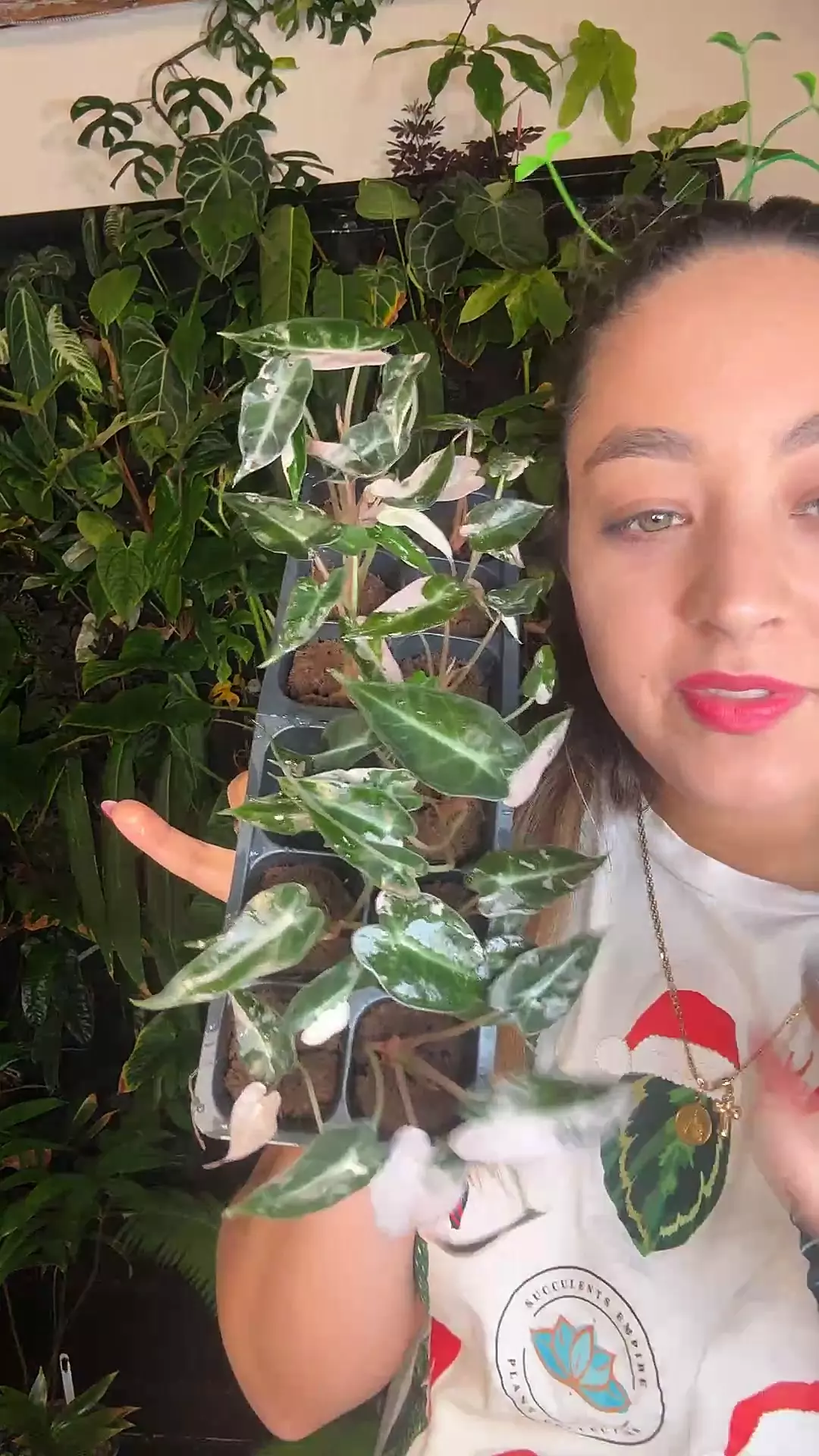 plant/Alocasia bambino pink baby 2” grower choice-0