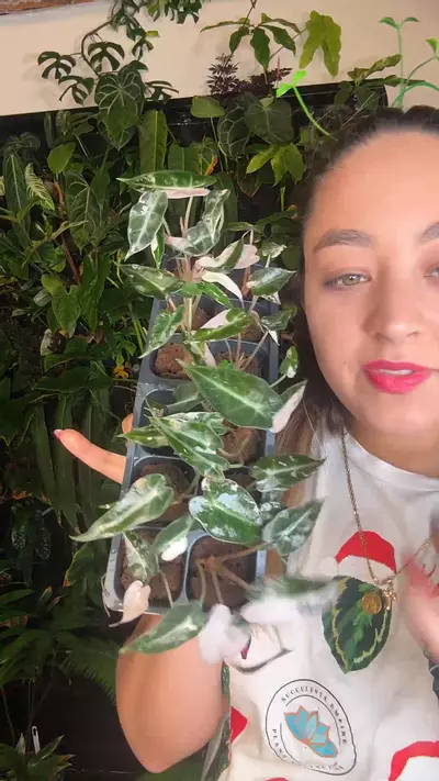 plant/Alocasia bambino pink baby 2” grower choice-0-thumbnail