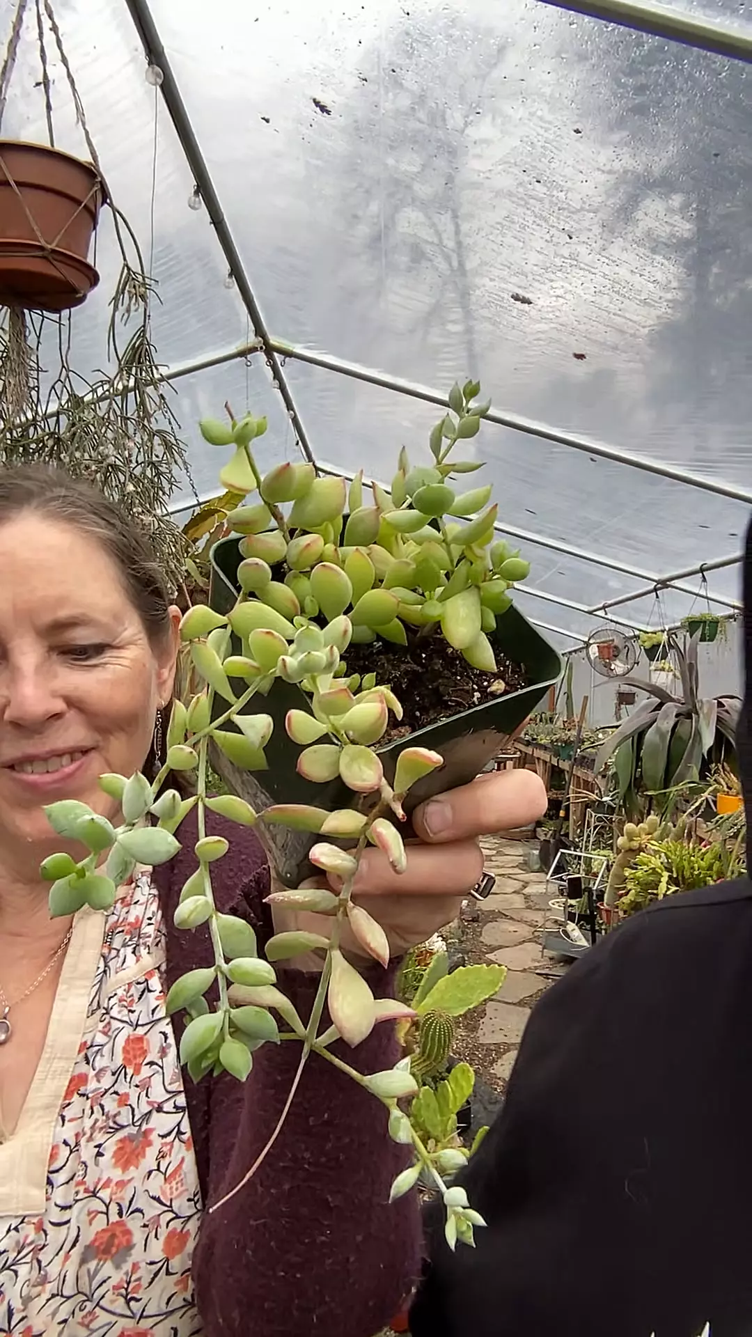 plant/Cotyledon Pendens 4”-0