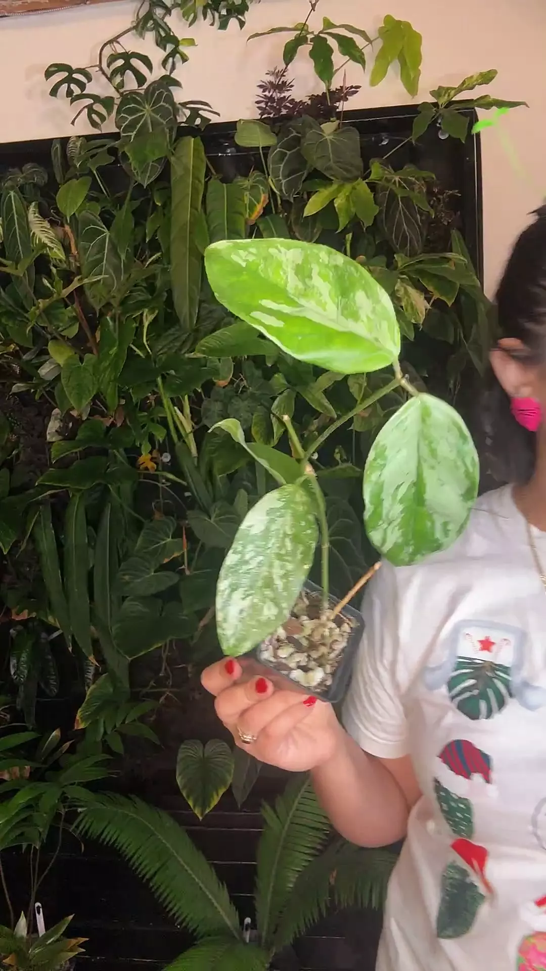 plant/hoya Coriacea 0725 silver-0