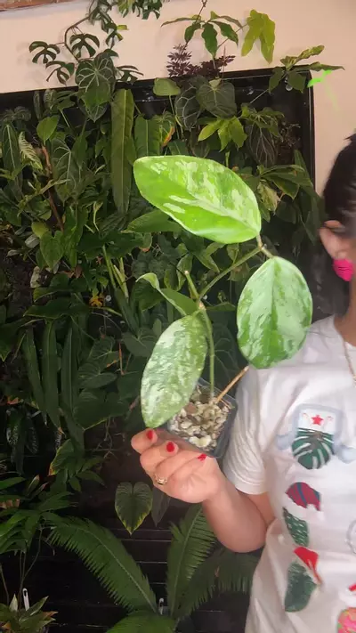 plant/hoya Coriacea 0725 silver-0-thumbnail