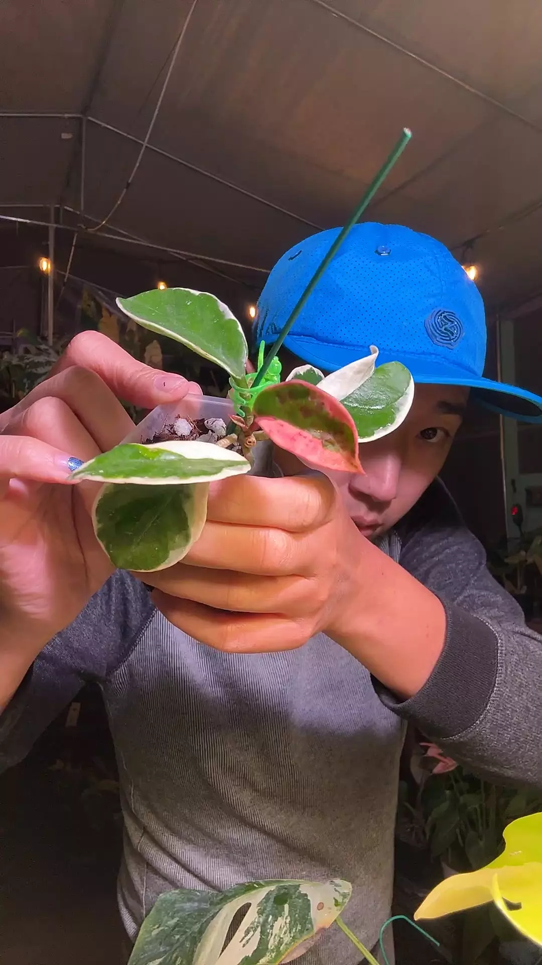 plant/8275 Hoya Flamingo-0