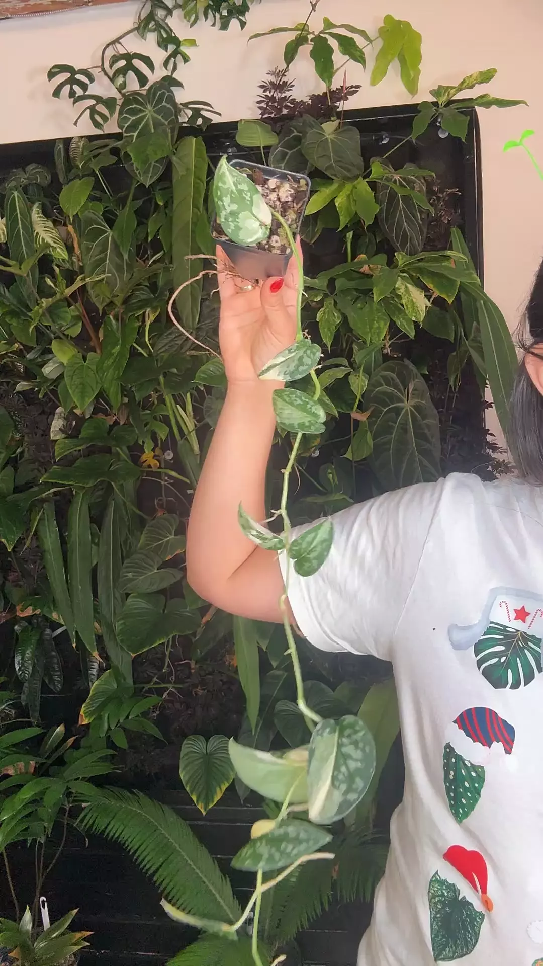 plant/Sscindapsus Mayari  0964-0