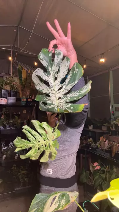 plant/Monstera Vietiosa 2-leaf-0-thumbnail