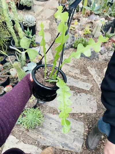 plant/Epiphyllum Anguliger, Ric Rac 4.5”-0-thumbnail