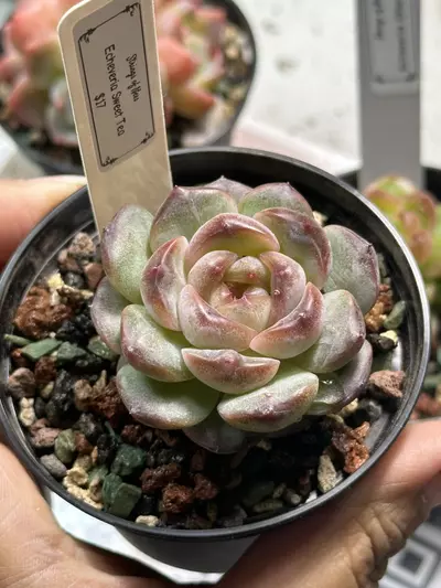 plant/Echeveria Sweet Tea-0-thumbnail