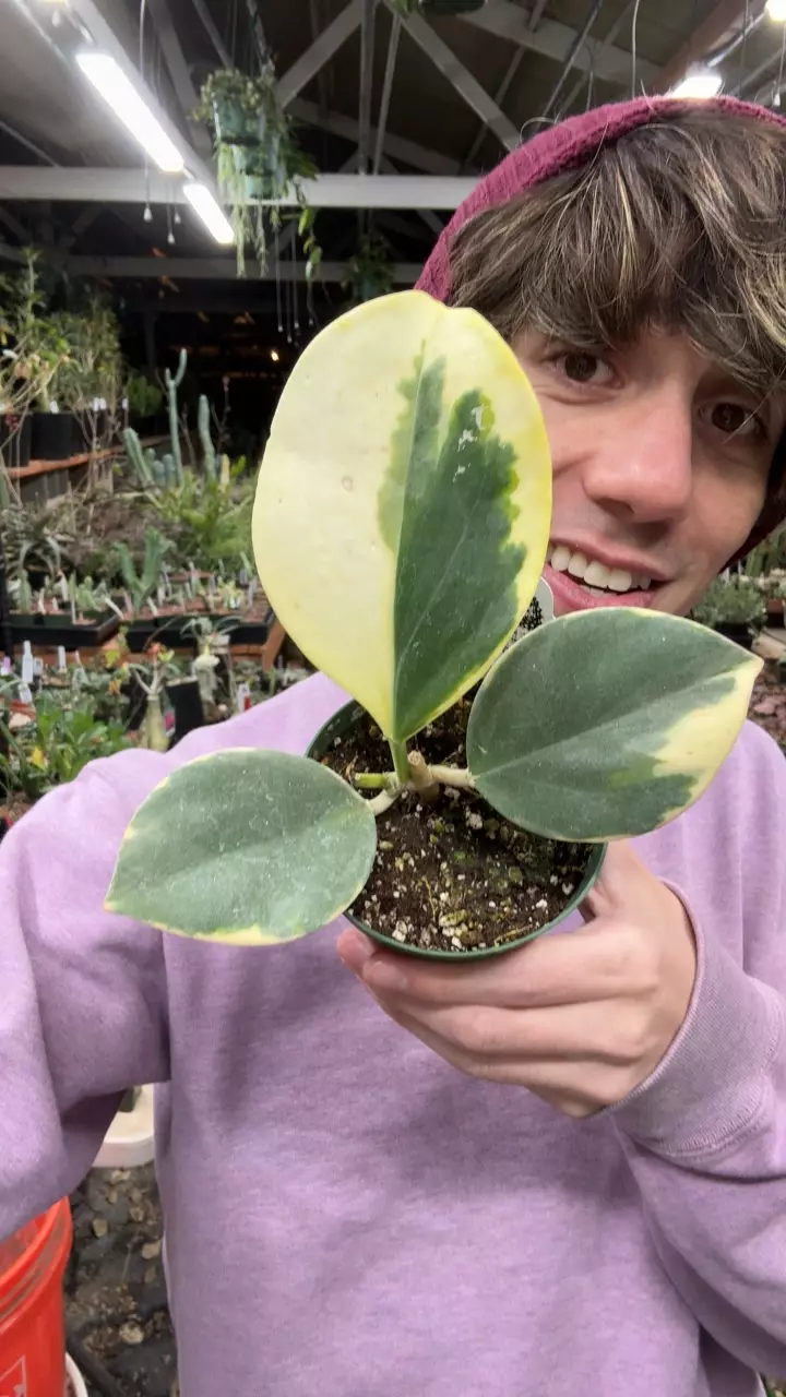 plant/H304 pachyclada albomarginata-0