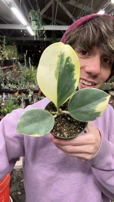 plant/H304 pachyclada albomarginata-0-thumbnail