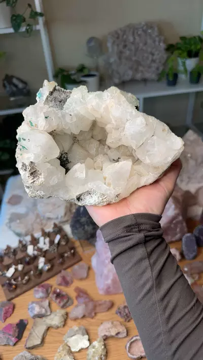 plant/Brandberg 444-0-thumbnail