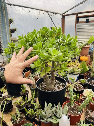 plant/Huge Jade 3 gallon pot-0-thumbnail