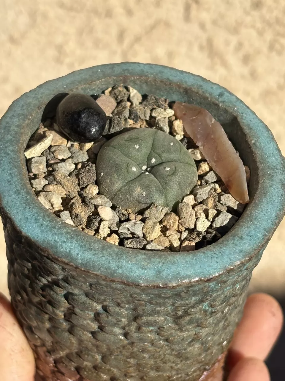 plant/lil banger pot combo-1